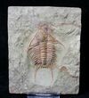 Brightly Colored Foulonia Trilobite - #19181-1